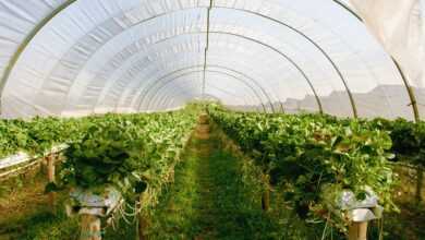 greenhouse, plants, strawberries