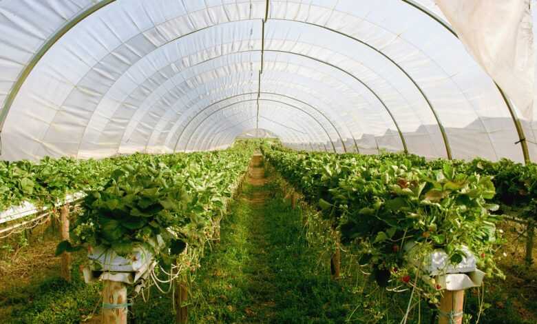 greenhouse, plants, strawberries