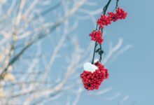 rowan, branches, winter, snow, nature, cluster, winter, winter, winter, winter, winter, snow, snow, snow