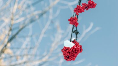 rowan, branches, winter, snow, nature, cluster, winter, winter, winter, winter, winter, snow, snow, snow