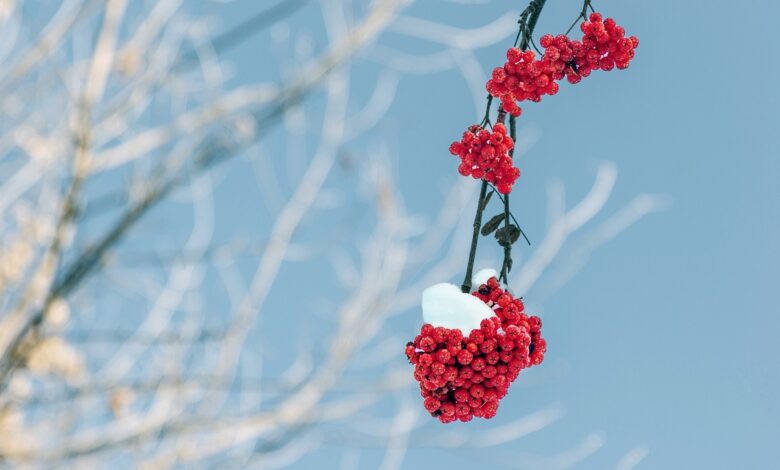 rowan, branches, winter, snow, nature, cluster, winter, winter, winter, winter, winter, snow, snow, snow