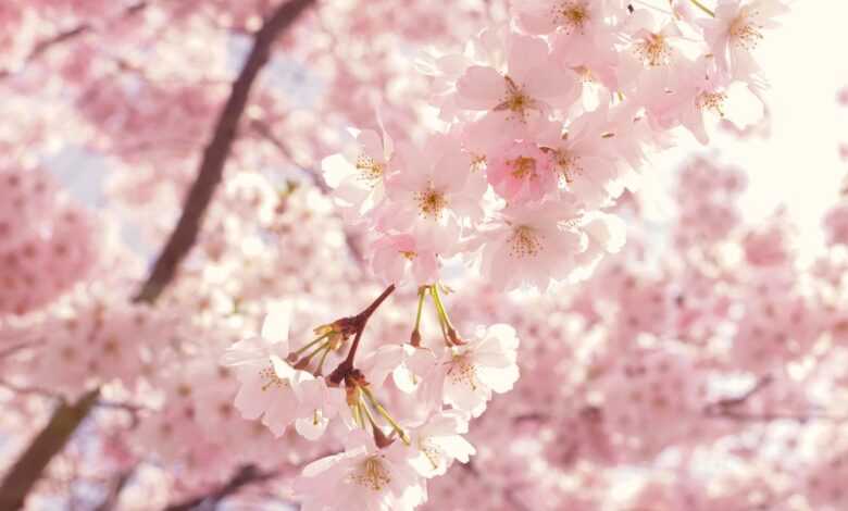 Selective Focus Photography Of Pink Cherry Blossom Flowers