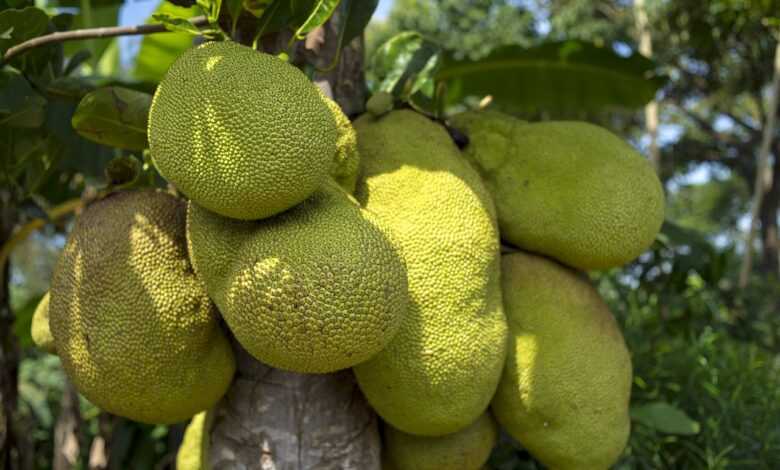 jackfruit, tree, african