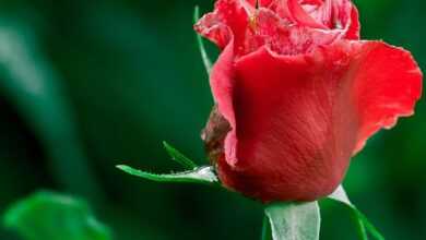 rose, plant, red