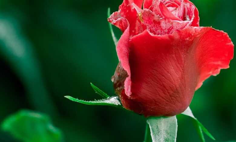 rose, plant, red