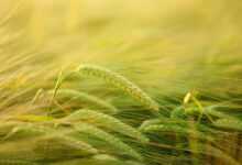barley, cereal cultivation, barley cultivation, grain, field, spike, agriculture, grain field, cornfield, hordeum vulgare, hordeum sweetgrass, poaceae cereal, cultivation, barley field, ear, crop, nature, stalks, seeds, stalk, stem, plant, barley, barley, grain, field, agriculture, agriculture, agriculture, agriculture, agriculture