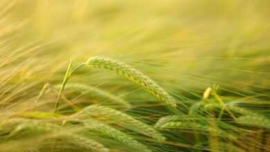 barley, cereal cultivation, barley cultivation, grain, field, spike, agriculture, grain field, cornfield, hordeum vulgare, hordeum sweetgrass, poaceae cereal, cultivation, barley field, ear, crop, nature, stalks, seeds, stalk, stem, plant, barley, barley, grain, field, agriculture, agriculture, agriculture, agriculture, agriculture