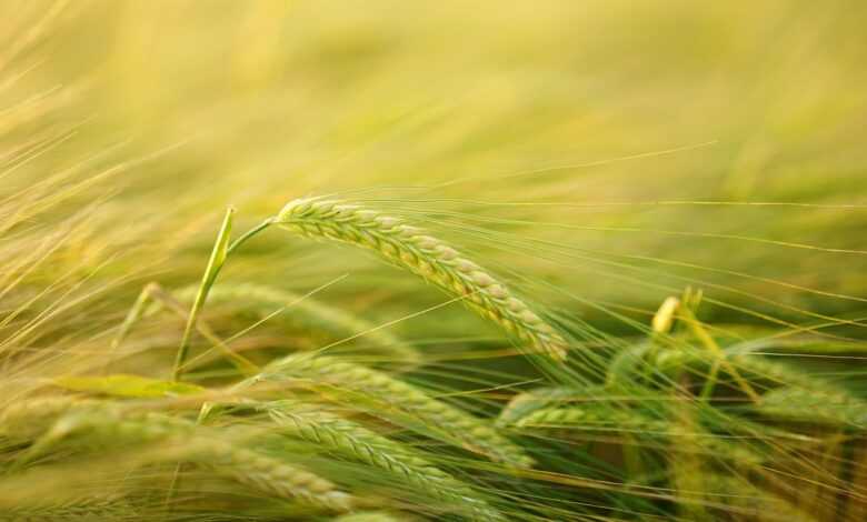 barley, cereal cultivation, barley cultivation, grain, field, spike, agriculture, grain field, cornfield, hordeum vulgare, hordeum sweetgrass, poaceae cereal, cultivation, barley field, ear, crop, nature, stalks, seeds, stalk, stem, plant, barley, barley, grain, field, agriculture, agriculture, agriculture, agriculture, agriculture