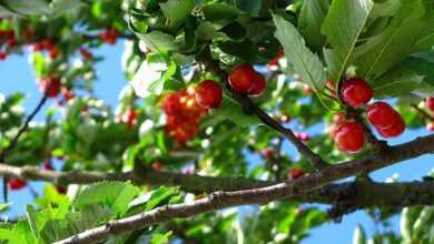 cherry, fruit, tree