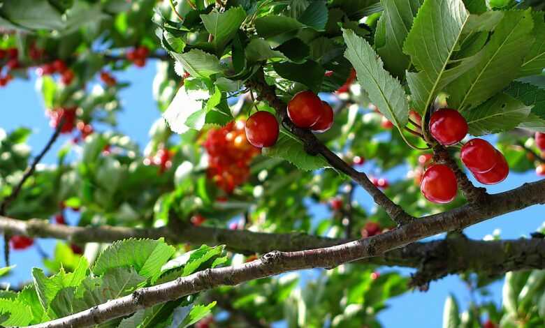 cherry, fruit, tree