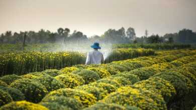 Man Wearing Blue Hat Spraying Yellow Flowers on Field