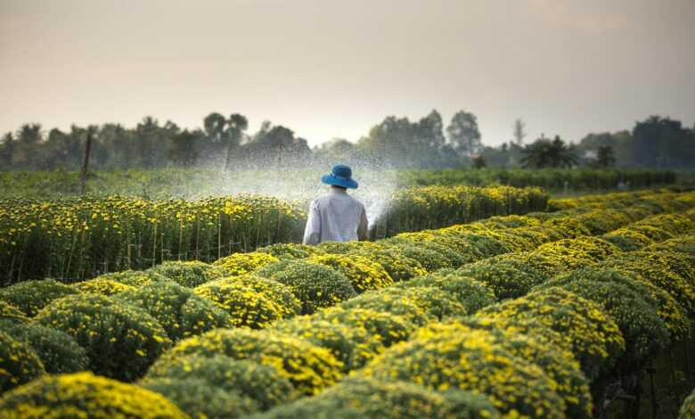 Man Wearing Blue Hat Spraying Yellow Flowers on Field