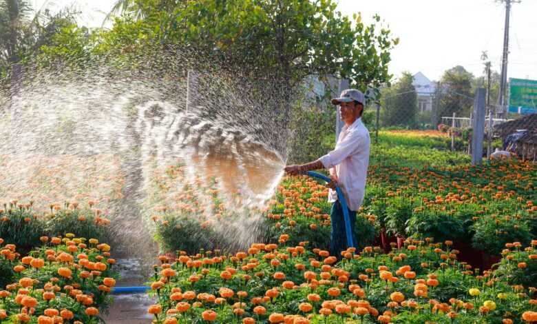 Man Spraying Water on Orange Flowers