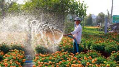 Man Spraying Water on Orange Flowers