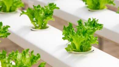 greenhouse, organic, farming, hydroponic, cucumber, green, seedlings, food, cultivation, agriculture, vegetable, nature, growing, fresh, plant, health, leaf, soilless, garden, farm, salad, culture, greenhouses, field, industry, greenhouse, greenhouse, greenhouse, hydroponic, hydroponic, hydroponic, hydroponic, hydroponic