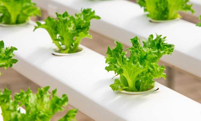 greenhouse, organic, farming, hydroponic, cucumber, green, seedlings, food, cultivation, agriculture, vegetable, nature, growing, fresh, plant, health, leaf, soilless, garden, farm, salad, culture, greenhouses, field, industry, greenhouse, greenhouse, greenhouse, hydroponic, hydroponic, hydroponic, hydroponic, hydroponic