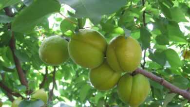 apricots, green, fruits