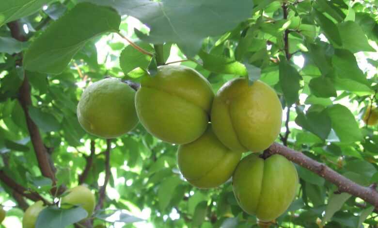 apricots, green, fruits