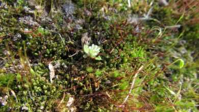 moss, microclimate, close up