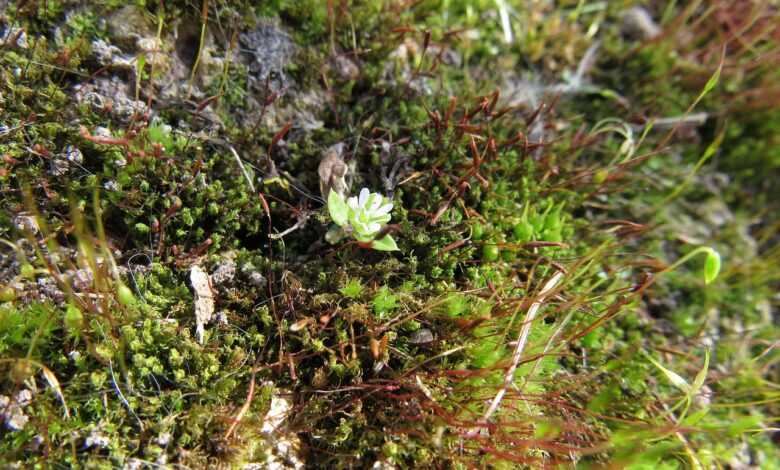 moss, microclimate, close up