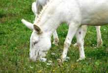 wise donkey, donkey, meal, grass, wolf down, mammal, animal, nature recording, nature