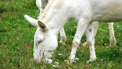 wise donkey, donkey, meal, grass, wolf down, mammal, animal, nature recording, nature
