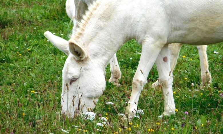 wise donkey, donkey, meal, grass, wolf down, mammal, animal, nature recording, nature