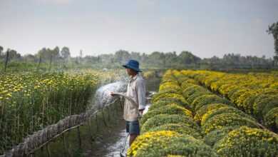 Man Watering Plants