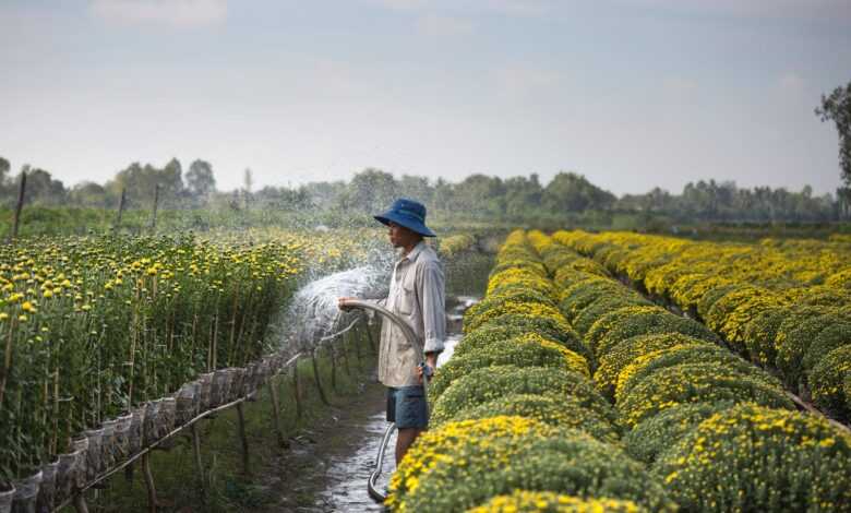 Man Watering Plants