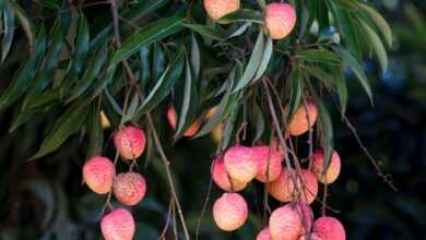 Fruit Tree