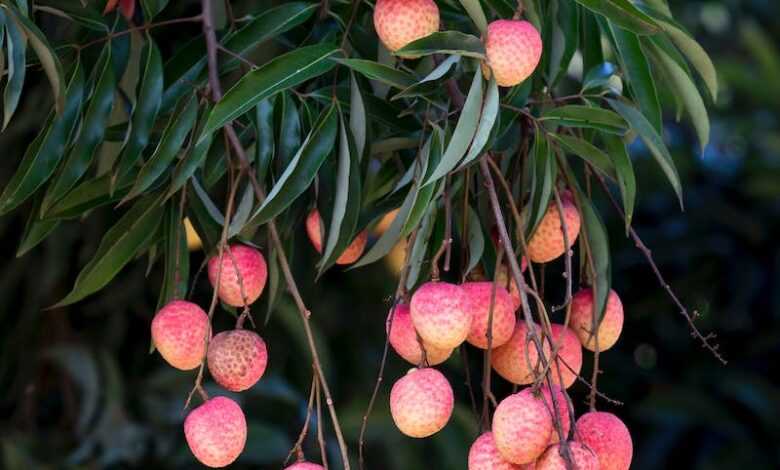 Fruit Tree