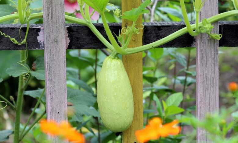 zucchini, fence, wood