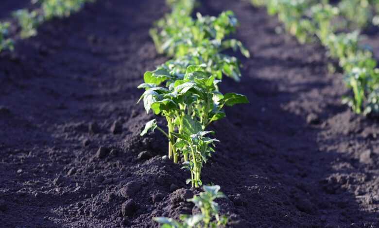 field, potatoes, harvest