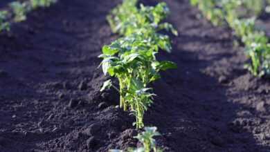 field, potatoes, harvest