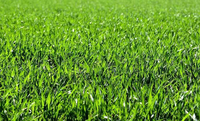 meadow, field, nature