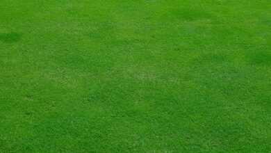 lawn, meadow, grass, green, spring, stalks, cut the lawn, mow, lawn mower, english lawn, nature, texture