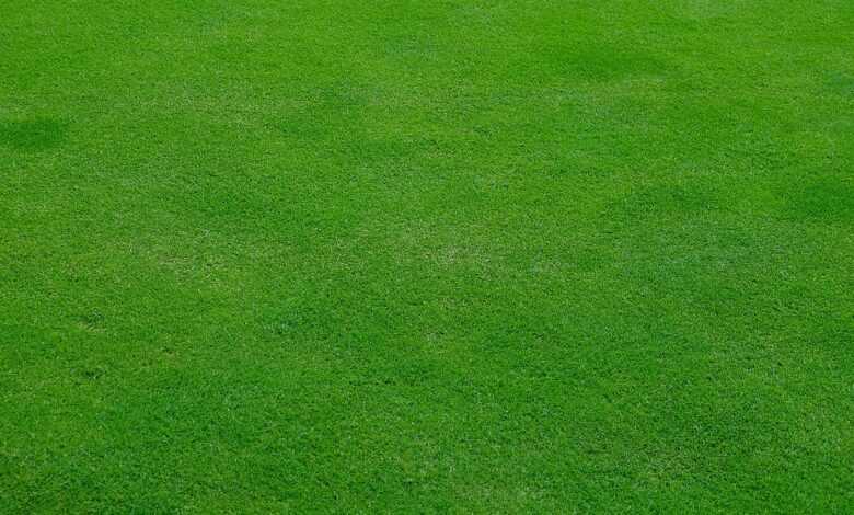 lawn, meadow, grass, green, spring, stalks, cut the lawn, mow, lawn mower, english lawn, nature, texture