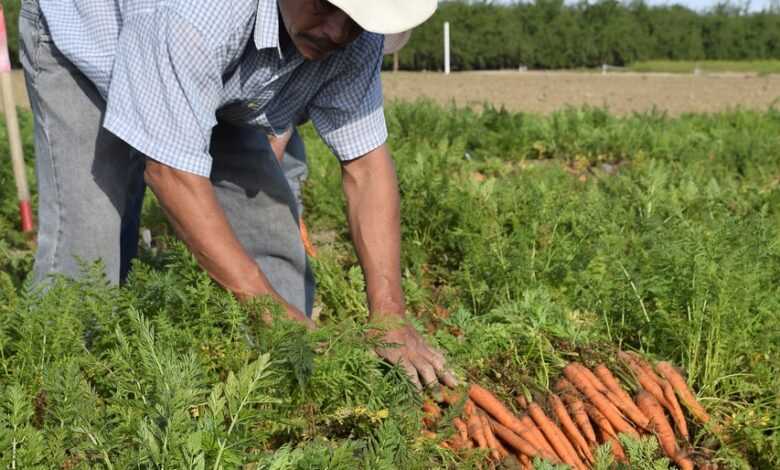 carrot, grower, carrot grower