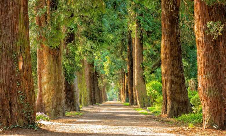 avenue, trees, tree lined