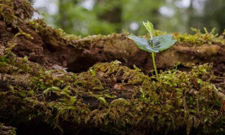 seedling, book seedling, tree seedling