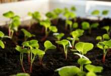 radish, plant, nature, sprout, vegetables, cultivation, food, leaves, cress, radish cress