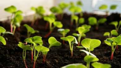 radish, plant, nature, sprout, vegetables, cultivation, food, leaves, cress, radish cress