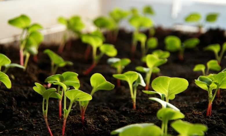 radish, plant, nature, sprout, vegetables, cultivation, food, leaves, cress, radish cress