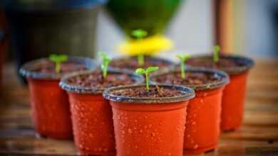 yard, flowerpot, nature, first leaves, plant, planting, orchard, horticulture, greenhouse, green, plant pot, flowerpot, flowerpot, planting, orchard, horticulture, greenhouse, greenhouse, plant pot, plant pot, plant pot, plant pot, plant pot