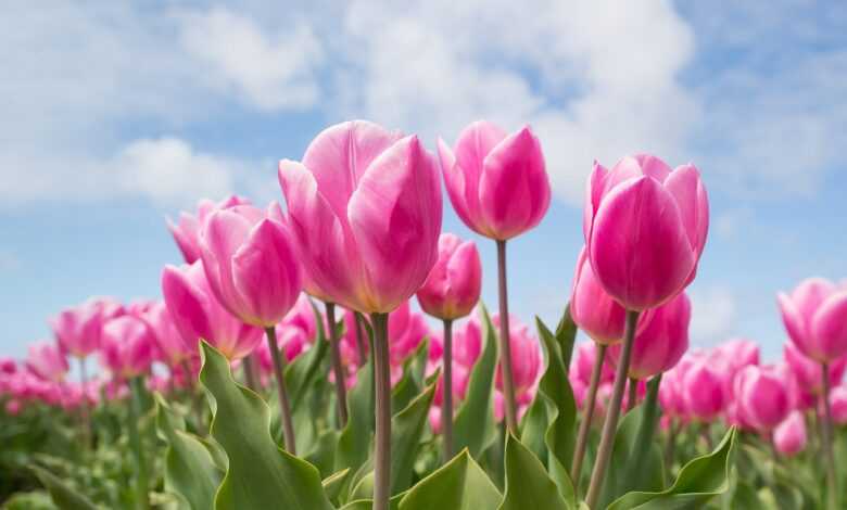 tulips, flowers, field