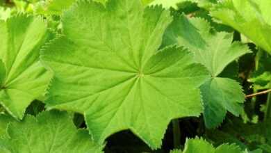alchemilla, frauenmantel, leaf, plant, nature, green, medicinal plant, heal, herbalism, naturopath, naturopathy, alternative medicine, alchemilla, alchemilla, alchemilla, alchemilla, alchemilla, frauenmantel, naturopath, naturopath, naturopath
