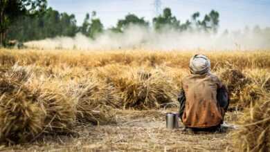 farmer, wheat, crop