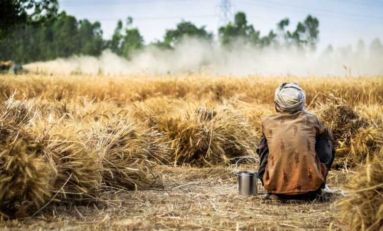 farmer, wheat, crop