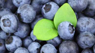 berries, blueberries, fresh berries