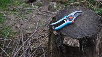 pruning, shearing scissors, gardening